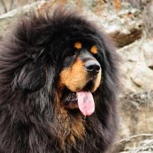 Tibetan mastiff