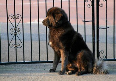 Tibetan Mastiff