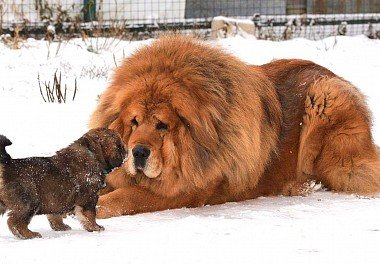 Tibetan Mastiff