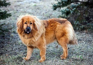 Tibetan Mastiff