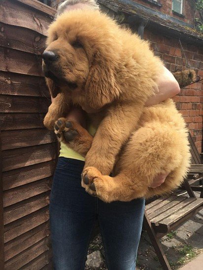 Tibetan Mastiff puppy