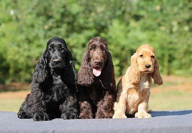 English Cocker Spaniel