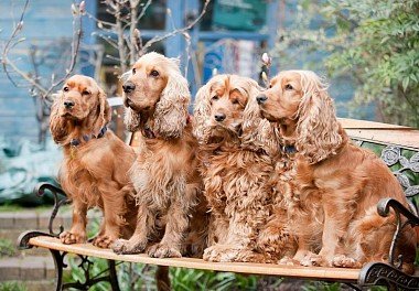 English Cocker Spaniel