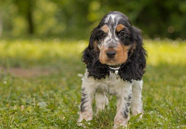 English Cocker Spaniel