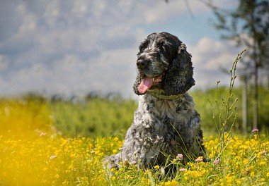 English Cocker Spaniel