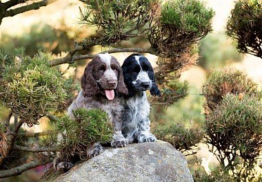 English Cocker Spaniel