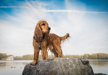 English Cocker Spaniel Puppy