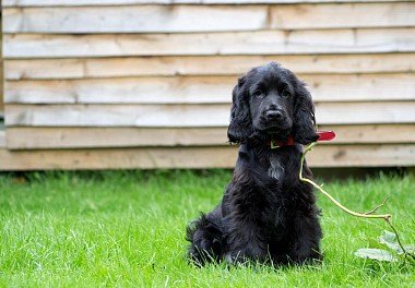 English Cocker Spaniel