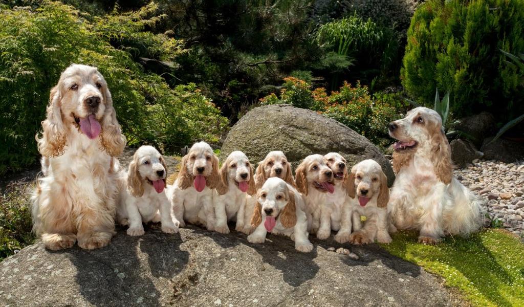 English Cocker Spaniel