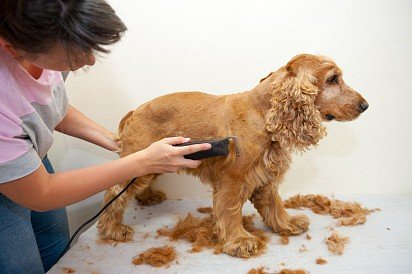 English Cocker Spaniel Grooming