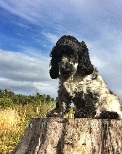 Black and white colored English Cocker Spaniel puppy