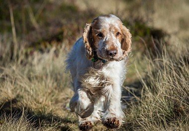 English Cocker Spaniel