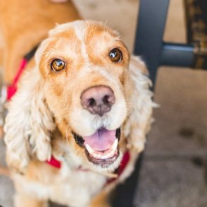 English Cocker Spaniel