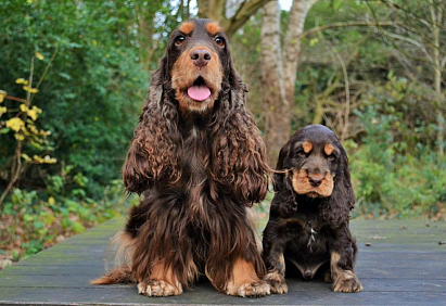 English Cocker Spaniel puppy with mom