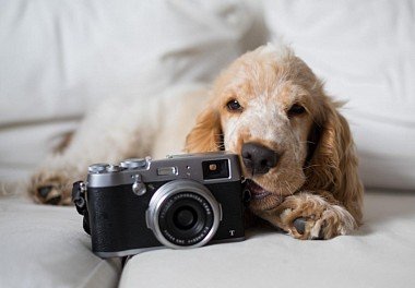 English Cocker Spaniel