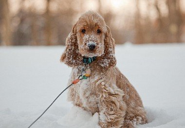 English Cocker Spaniel