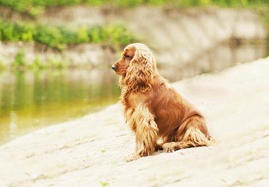 English Cocker Spaniel