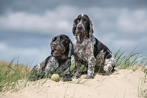 English Cocker Spaniel