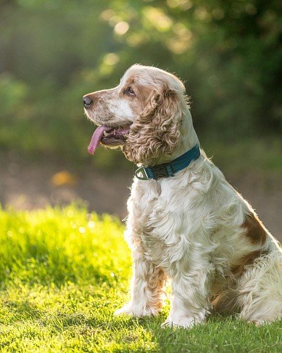 English Cocker Spaniel