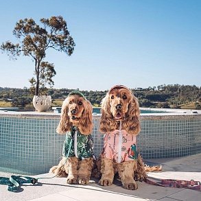 English Cocker Spaniel