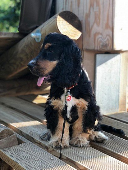 English Cocker Spaniel Puppy