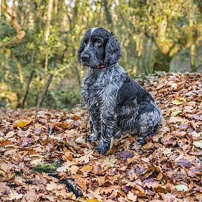 English Cocker Spaniel