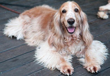 English Cocker Spaniel