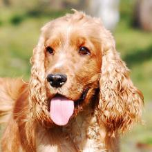 English Cocker Spaniel