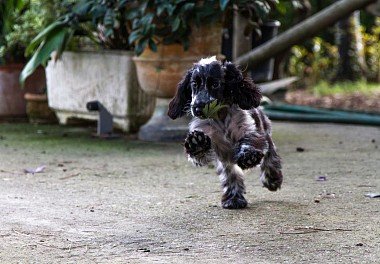 English Cocker Spaniel