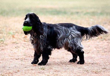 English Cocker Spaniel