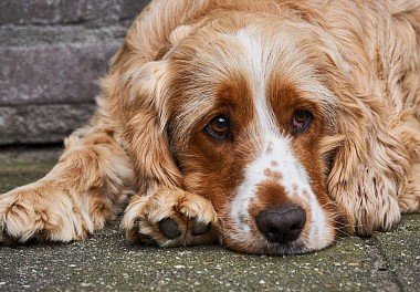 English Cocker Spaniel