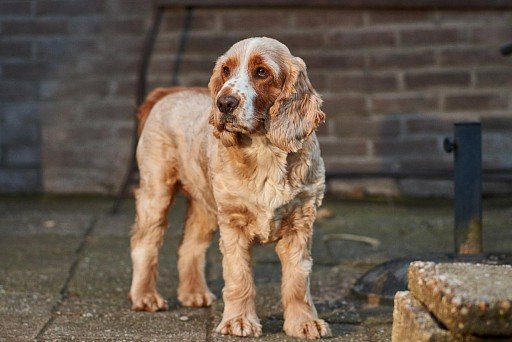 English Cocker Spaniel