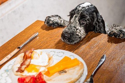 Cocker Spaniel and food