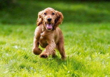 English Cocker Spaniel