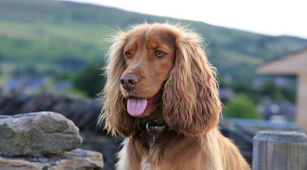 English Cocker Spaniel Muzzle