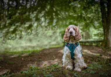 English Cocker Spaniel