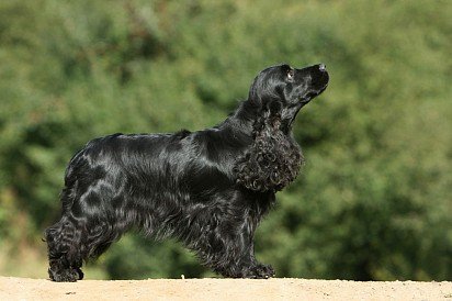 Black English Cocker Spaniel