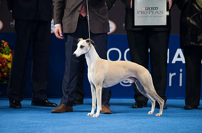 Whippet on display