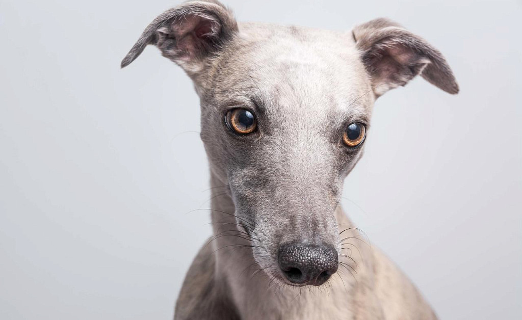 Muzzle of a whippet