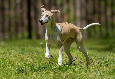 Whippet