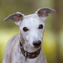 Whippet