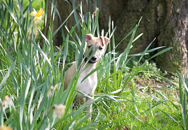 Whippet