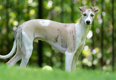 Whippet