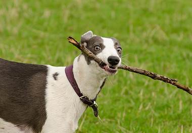 Whippet