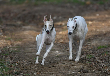 Whippet