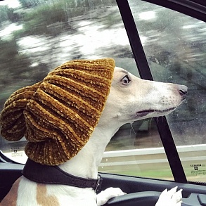 Whippet