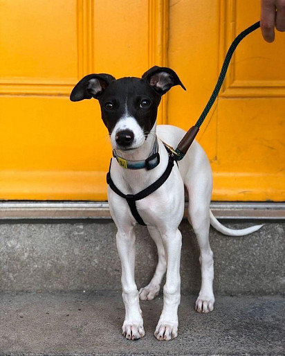 Adorable whippet