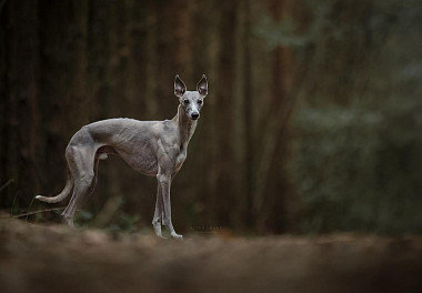 Whippet