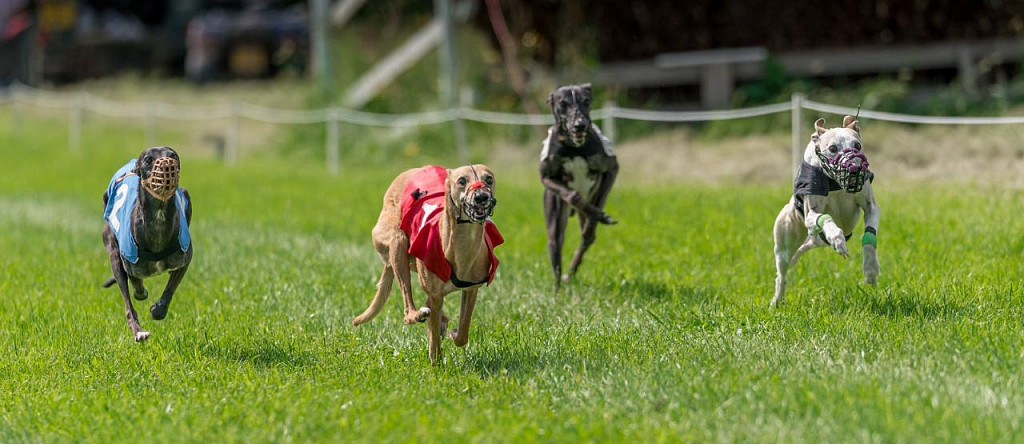 Whippet Run