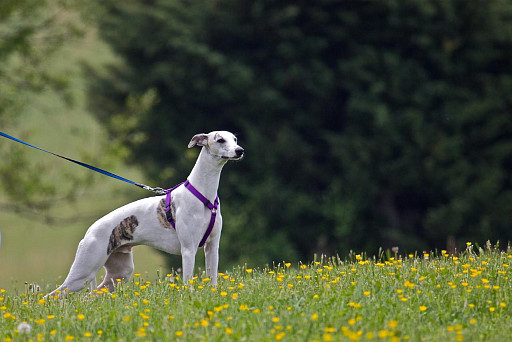 Whippet